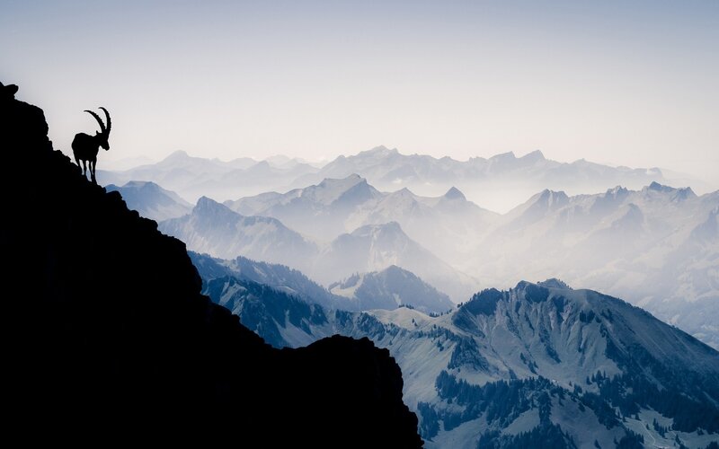 Ibex on Mountain Peak