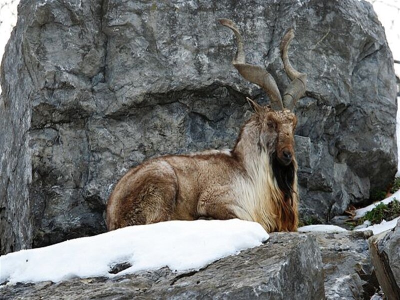 Ibex on Snowy Rocks