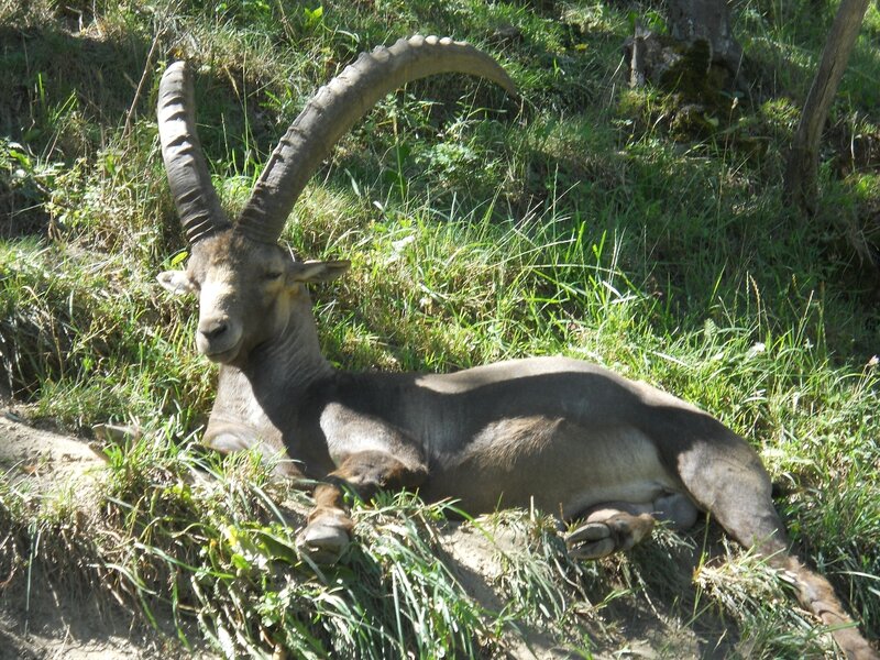 ibex resting on a hillside
