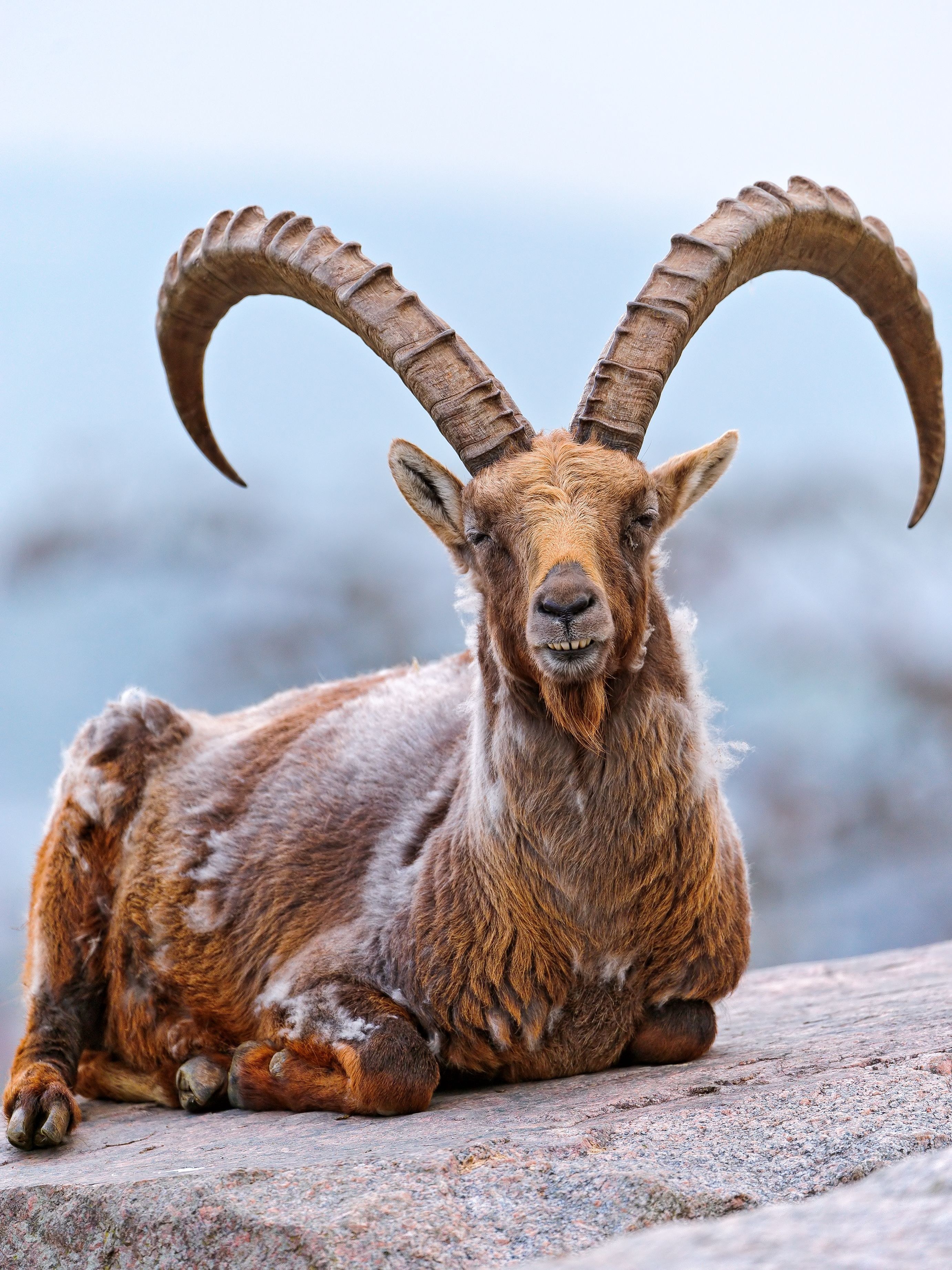 Ibex resting on a rock