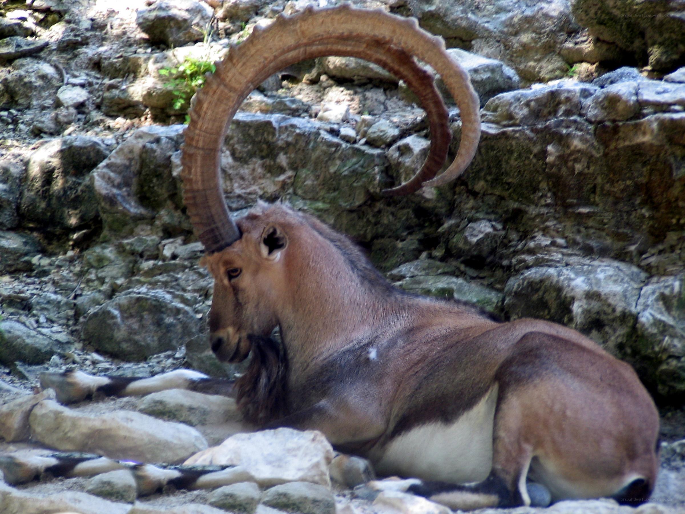 Ibex resting on rocks