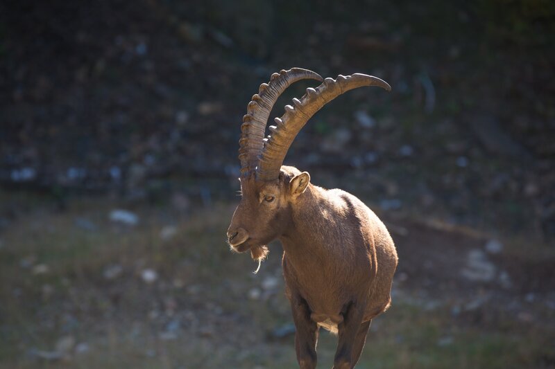 Ibex with Curved Horns — Brown, Natural