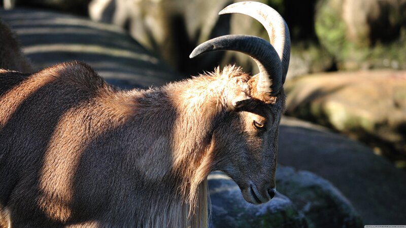 Ibex with Curved Horns — Brown, Serene
