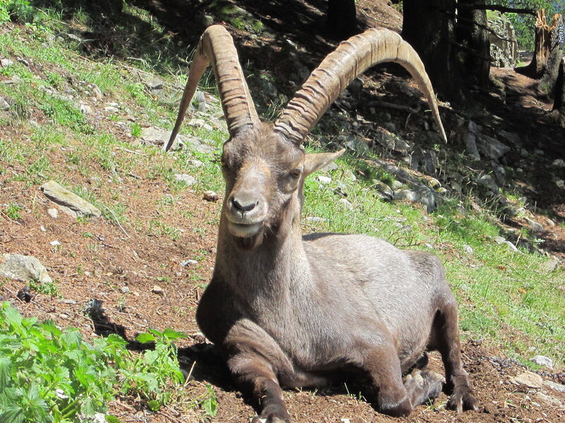 Ibex with Curved Horns — Brown
