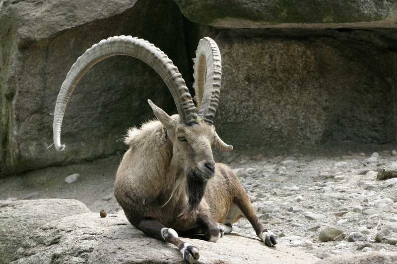 Ibex with Curved Horns — Gray