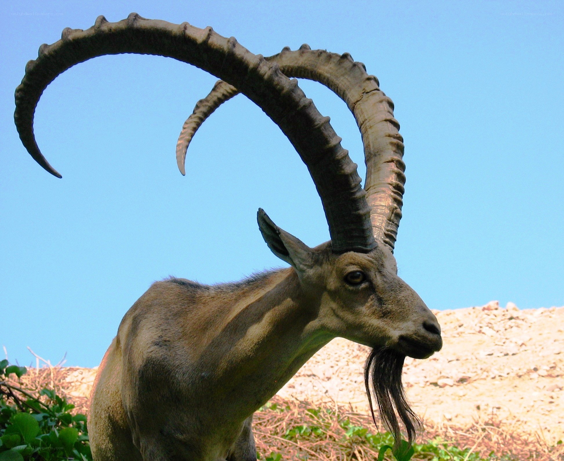 ibex with curved horns