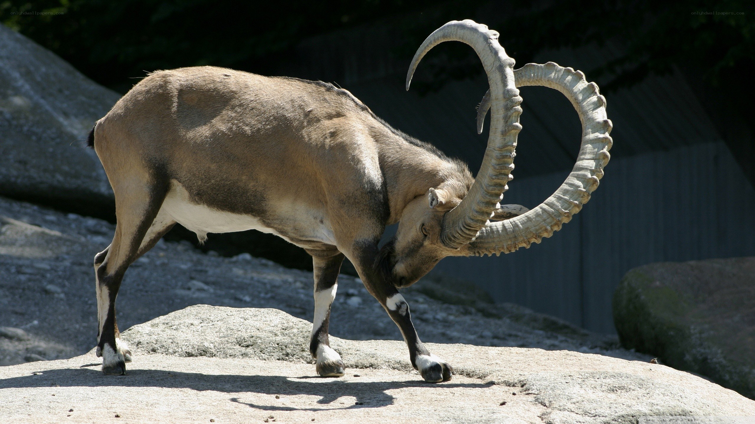 ibex with large curved horns