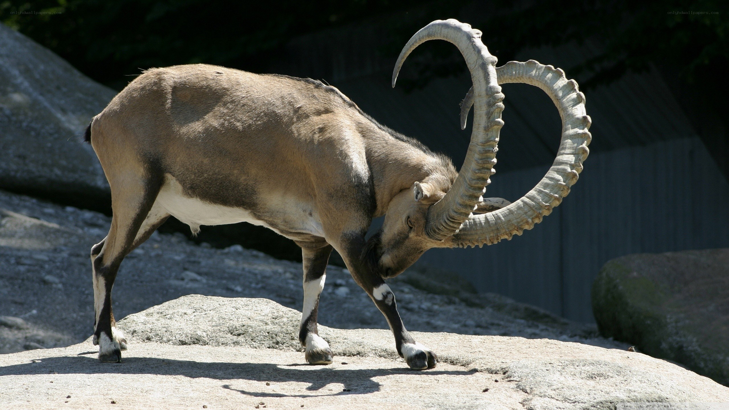 ibex with large curved horns