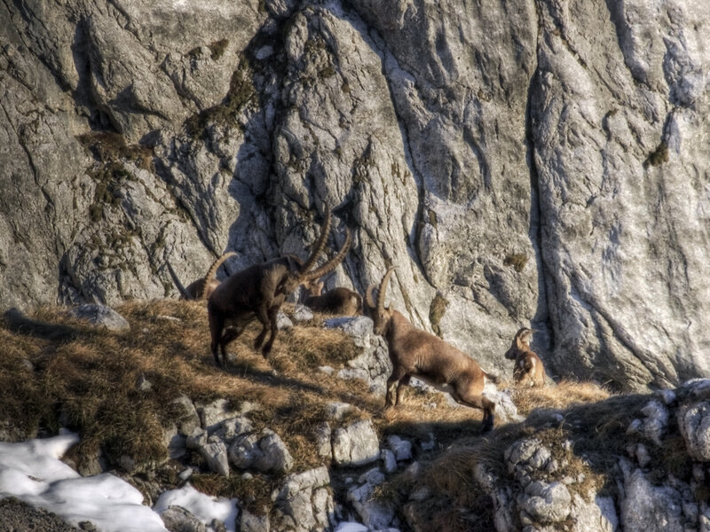 Ibexes Fighting on Cliff