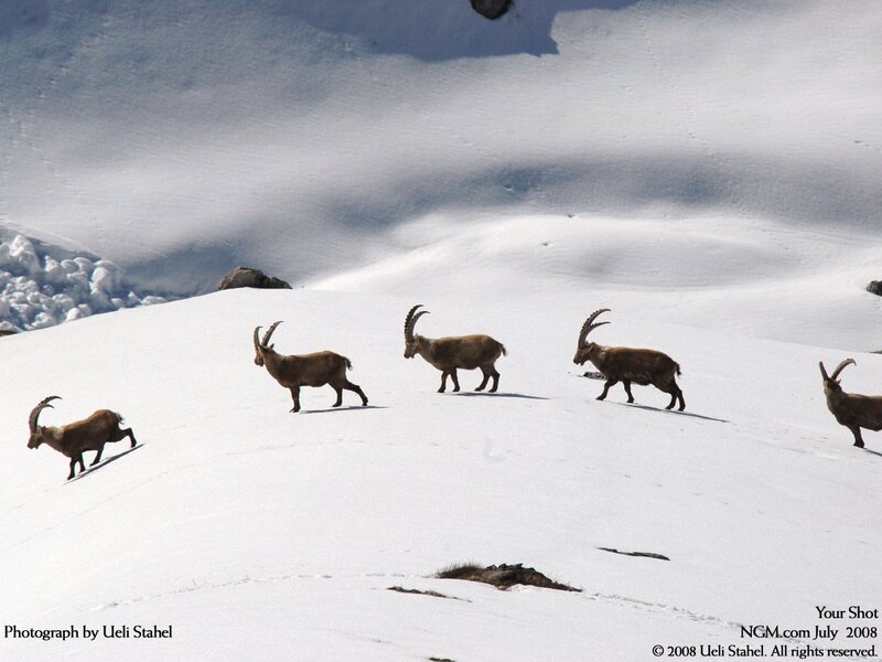 Ibexes in Snow