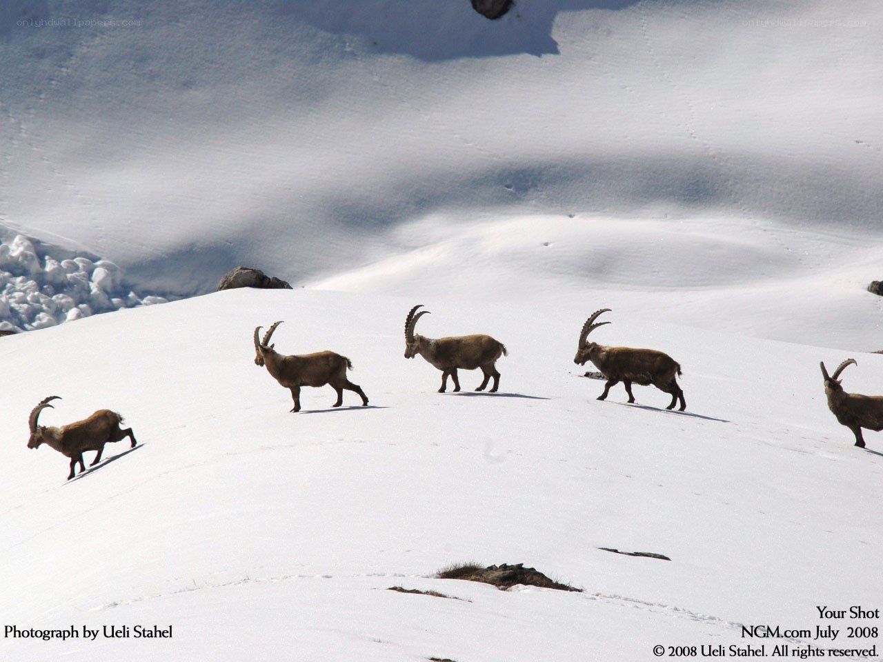 ibexes on a snowy slope