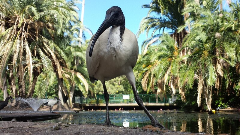 Ibis Bird at Pond — Green