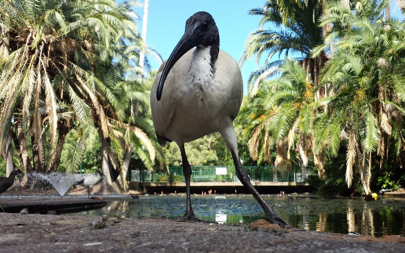 Ibis Bird at Pond