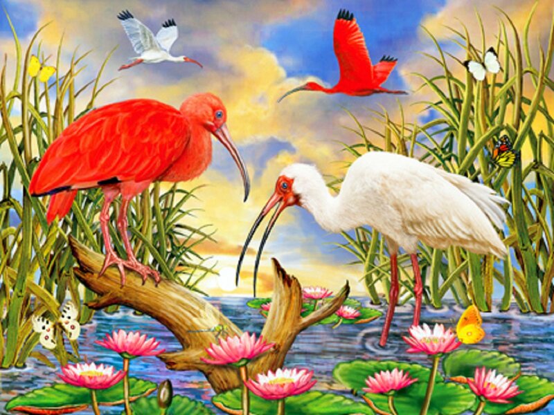 Ibis Birds in Wetland
