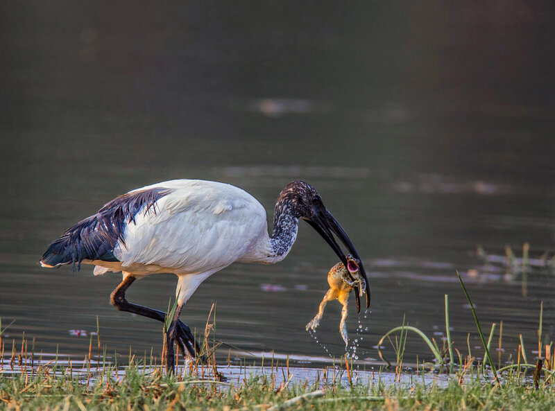 Ibis Catching Frog