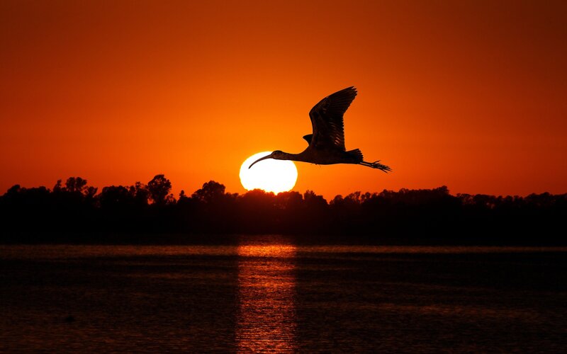 Ibis in Flight — Orange