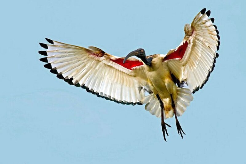 Ibis in Flight