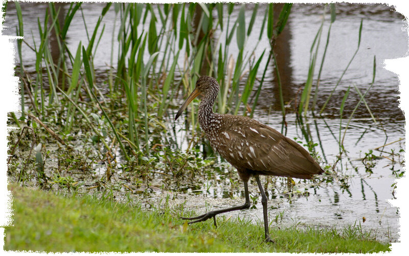Ibis in Wetland