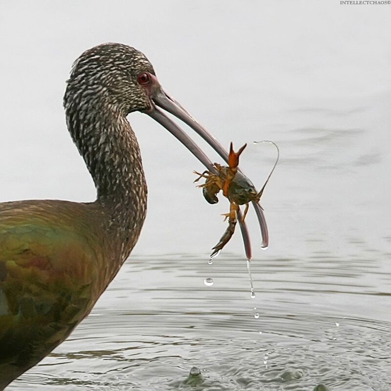 Ibis with Crayfish