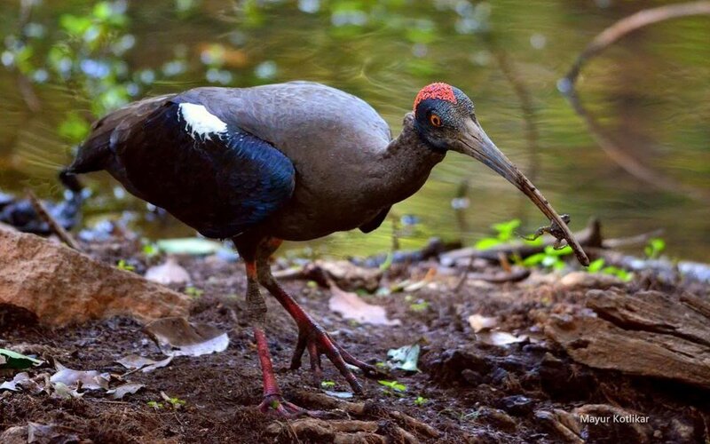 Ibis with Frog in Beak