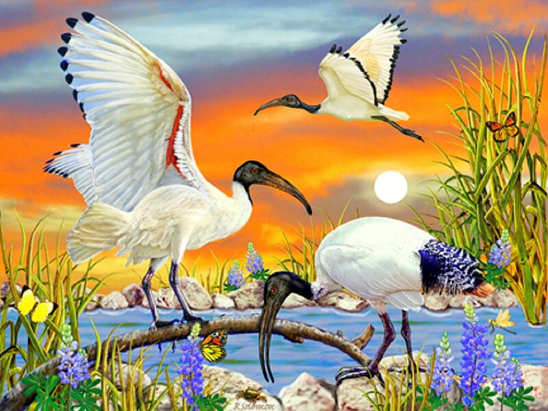 Ibises at Sunset