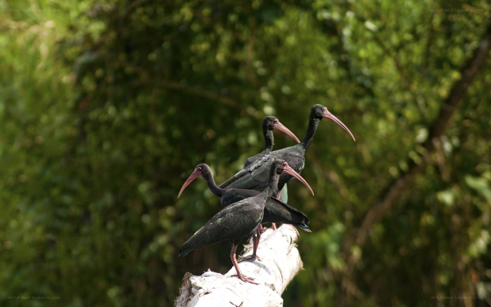 Ibises on a tree branch