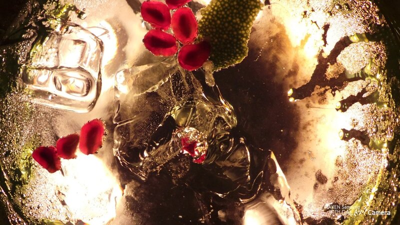 ice and rose petals in water