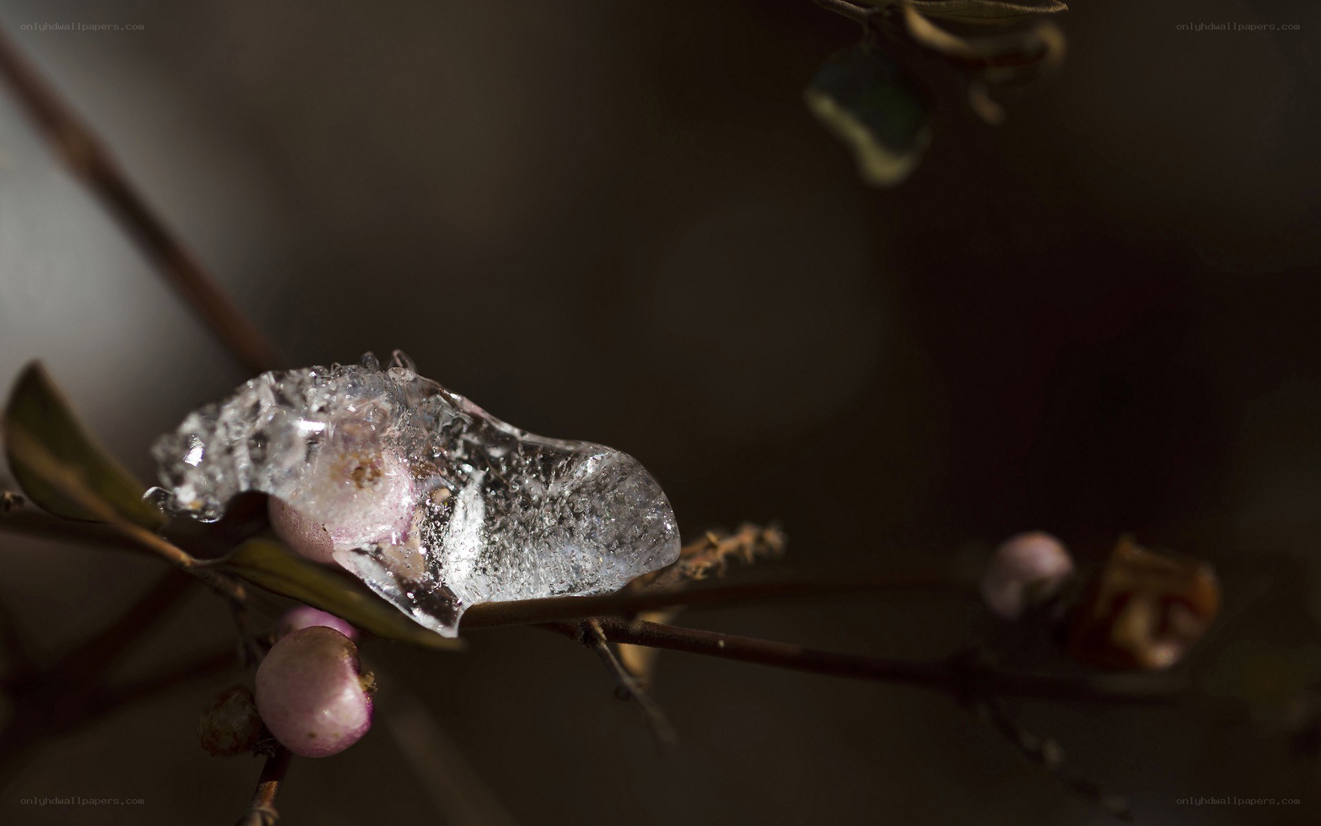 ice-covered berry on a branch