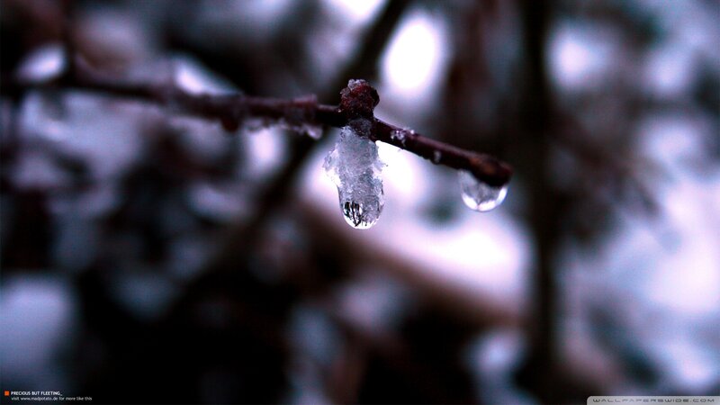 Ice-covered Branch — Blue, Cold