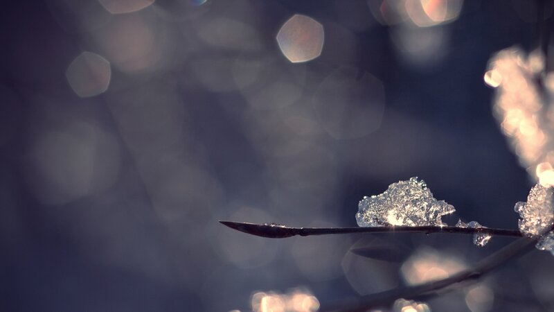 Ice-covered Branch — Blue, Serene