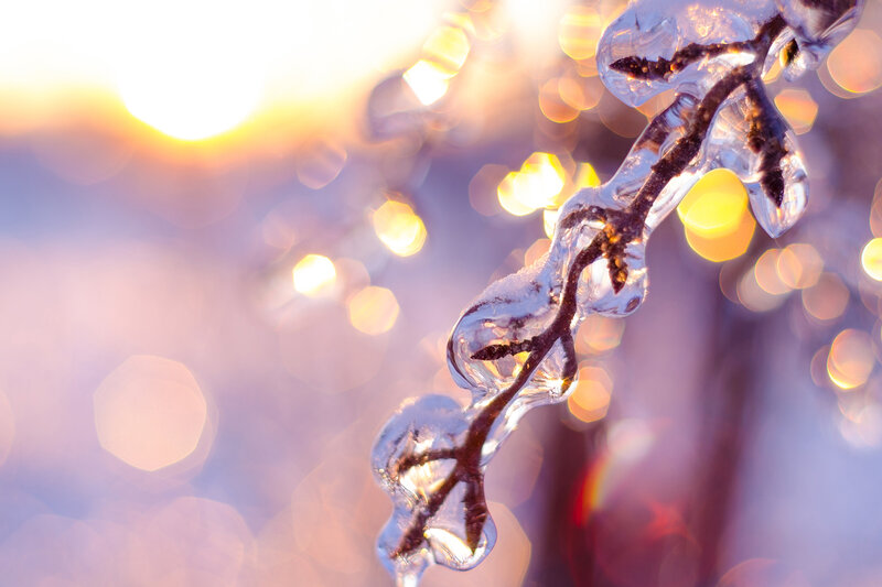 Ice-covered Branch — Purple