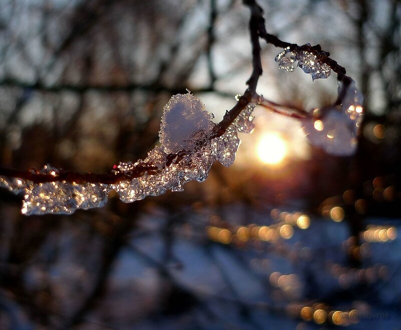 Ice-covered Branch