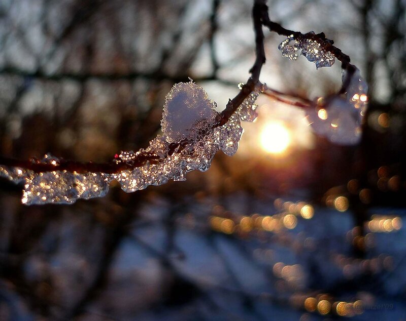 Ice-covered Branch — White
