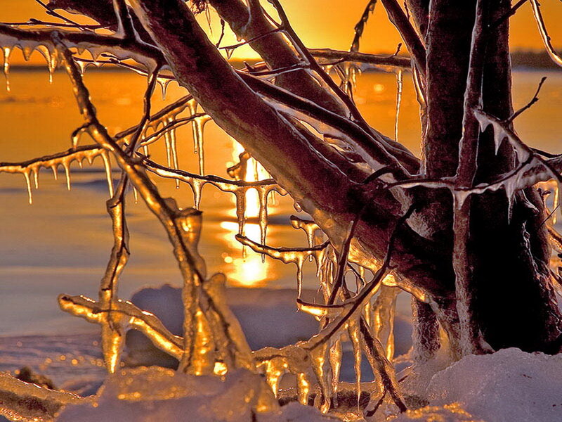 Ice-covered Branches — Orange