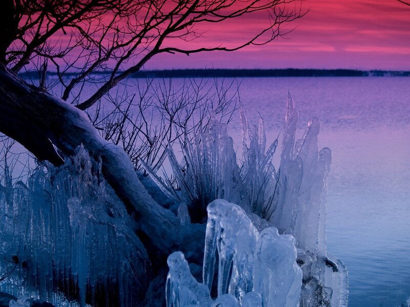 Ice-covered Branches
