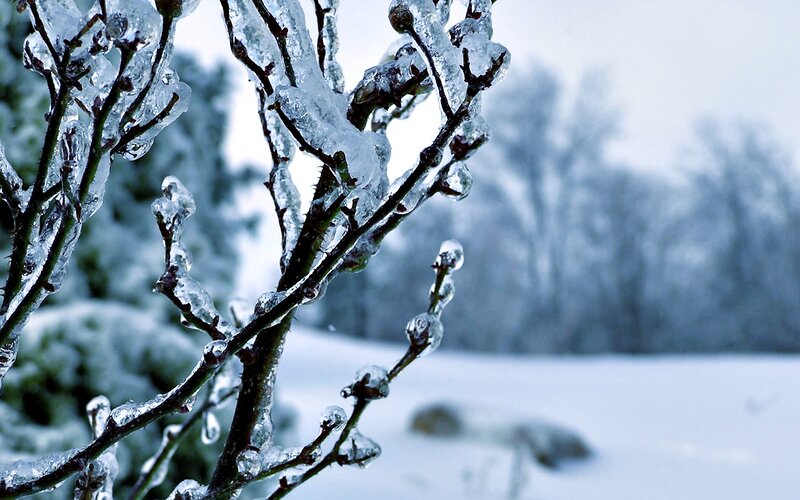 Ice-covered Branches — White, Cold, Winter