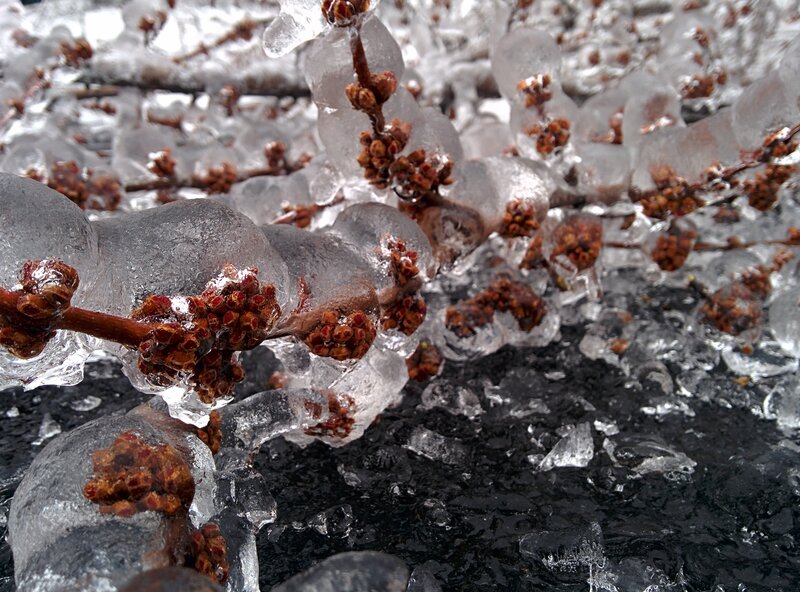 Ice-covered Branches — White