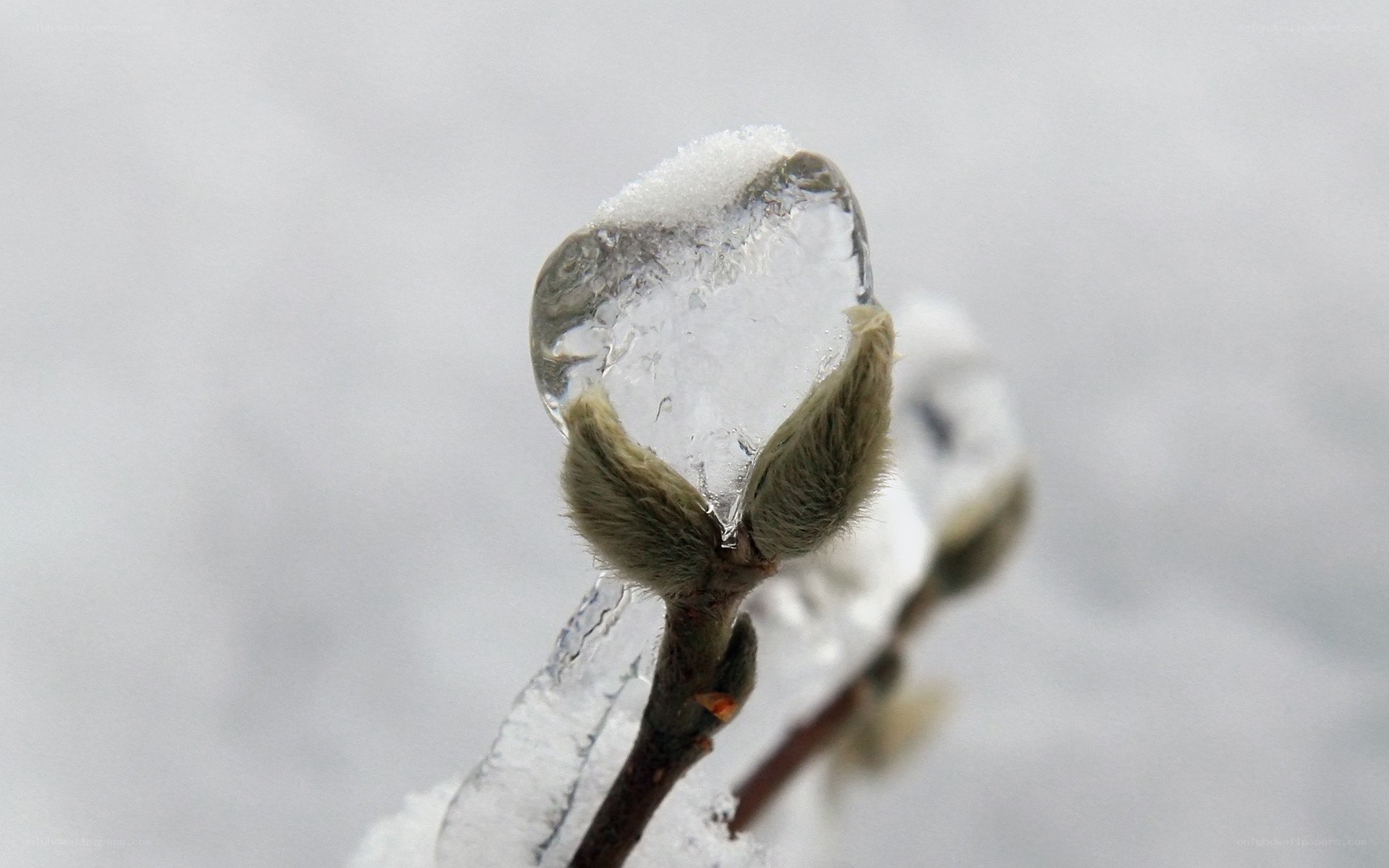 Ice-covered bud in winter