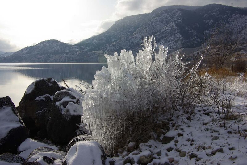 Ice-covered Bush