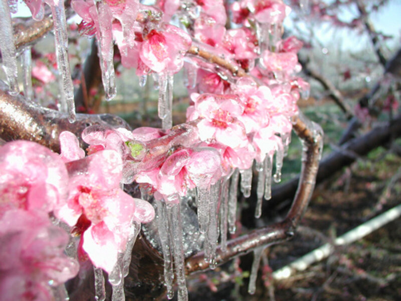Ice-covered Cherry Blossoms