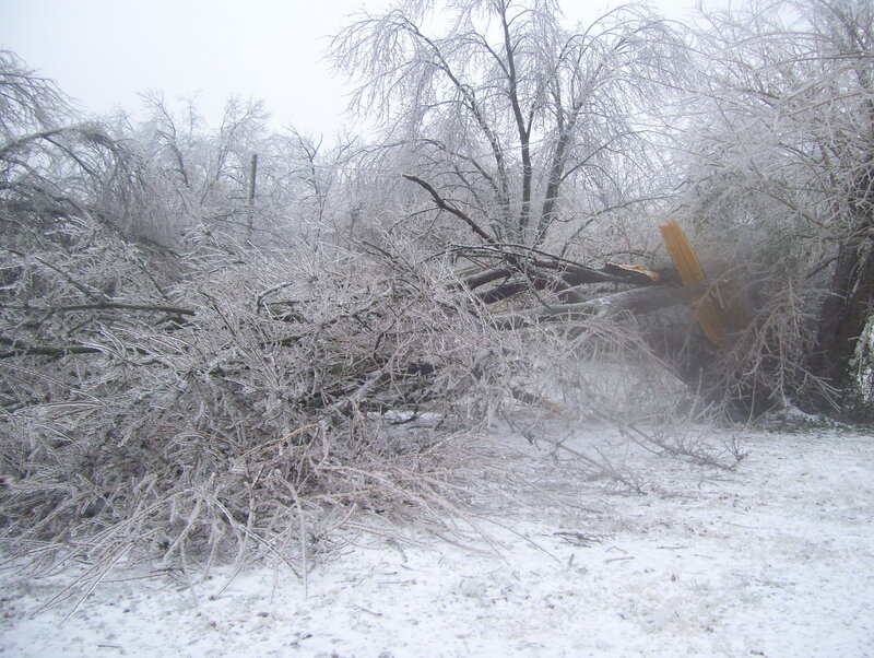 Ice-covered fallen trees