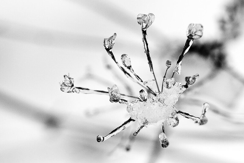 Ice-covered Flower Buds