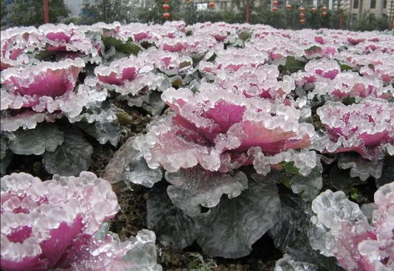 Ice-covered Ornamental Cabbages — Pink