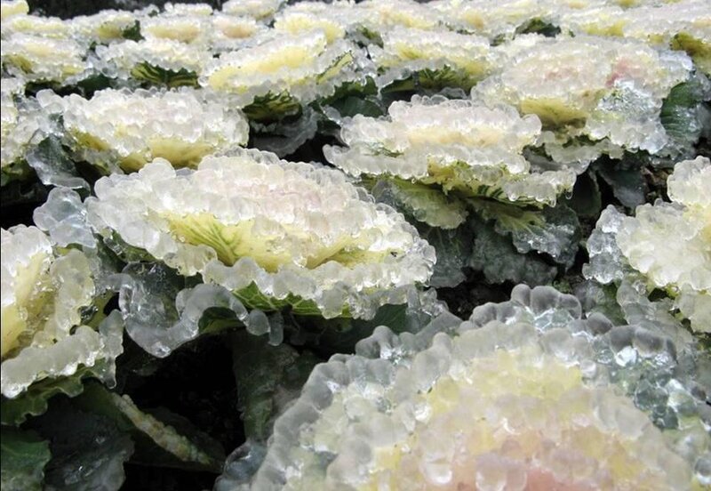 Ice-covered Ornamental Cabbages