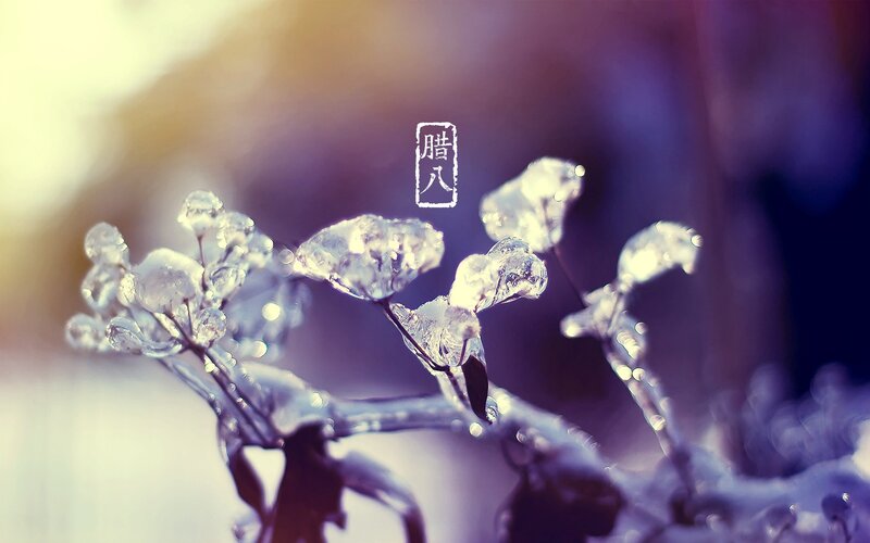 Ice-covered Plant Branches — Purple