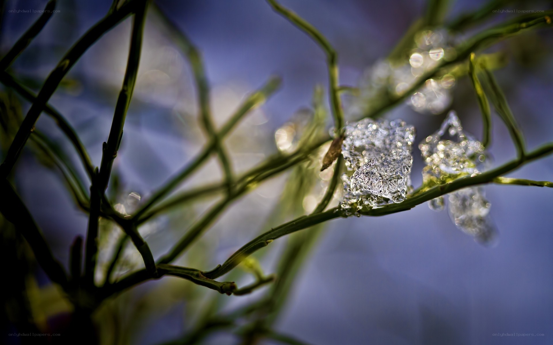 Ice-covered plant branches