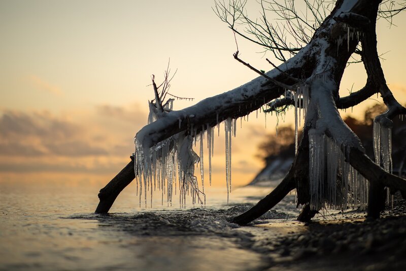 Ice-covered Tree Branch