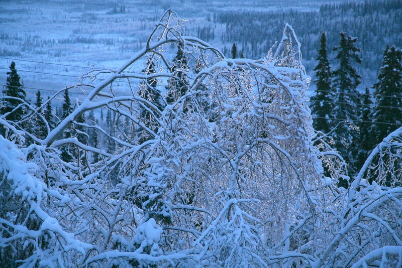 Ice-covered Tree Branches — Blue, Cold