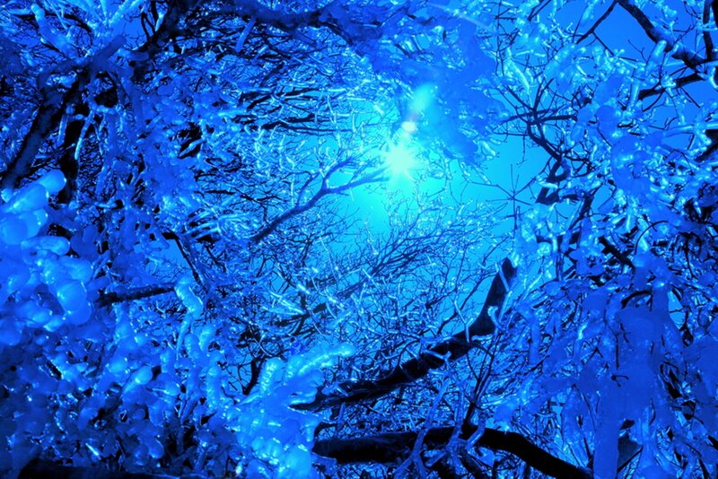 Ice-covered Tree Branches — Blue, Cold, Winter