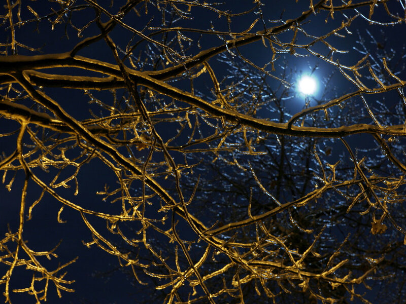 Ice-covered Tree Branches — Blue, Dramatic, Night, Photograph